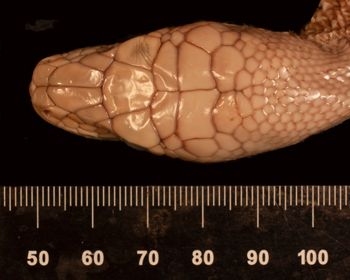 Media type: image;   Herpetology R-9600